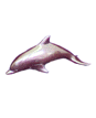 Dolphin     W : 14 cm  H : 6 cm  WT : 100 g